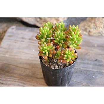 Amazon.co.jp: 多肉植物 セダム 虹の玉 2.5〜3号ポット苗 1株
